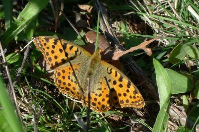 <i>Issoria lathonia</i>