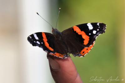 <i>Vanessa atalanta</i>