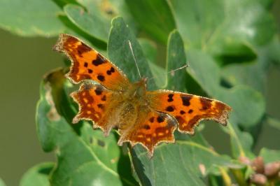 <i>Polygonia c-album</i>