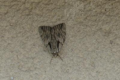 <i>Catocala optata</i>