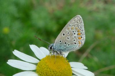 <i>Polyommatus icarus</i>