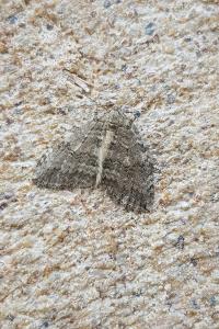 <i>Epirrita</i>