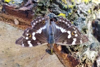 <i>Apatura ilia</i>