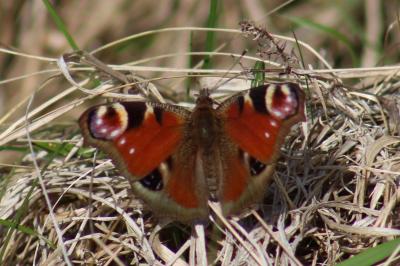 <i>Aglais io</i>