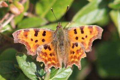 <i>Polygonia c-album</i>