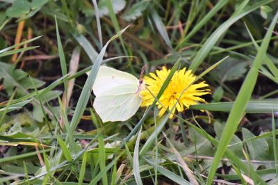 <i>Gonepteryx rhamni</i>