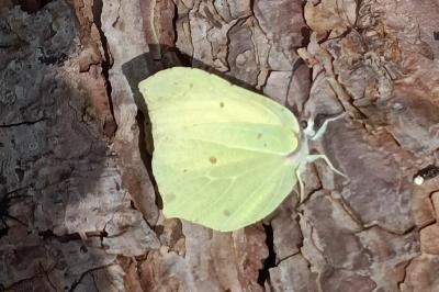 <i>Gonepteryx rhamni</i>