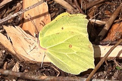 <i>Gonepteryx rhamni</i>