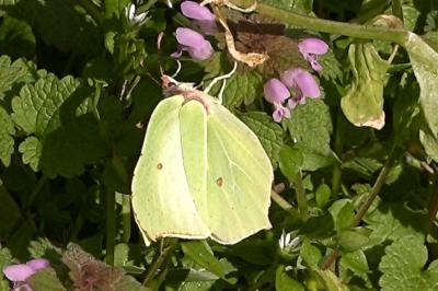 <i>Gonepteryx rhamni</i>