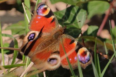 <i>Aglais io</i>