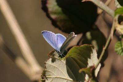 <i>Celastrina argiolus</i>