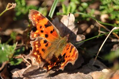 <i>Polygonia c-album</i>