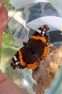 <i>Vanessa atalanta</i>