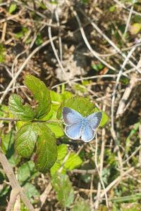<i>Celastrina argiolus</i>