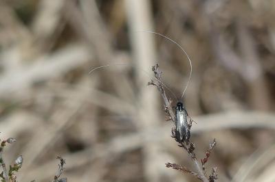 Adelidae