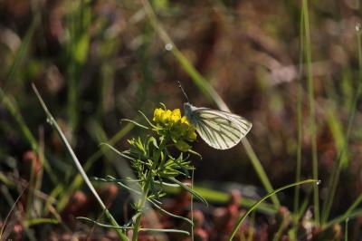 <i>Pieris napi</i>