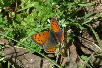 <i>Lycaena phlaeas</i>