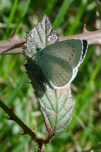 <i>Celastrina argiolus</i>