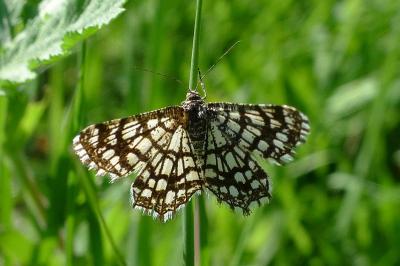 <i>Chiasmia clathrata</i>