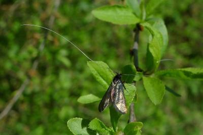 <i>Adela reaumurella</i>