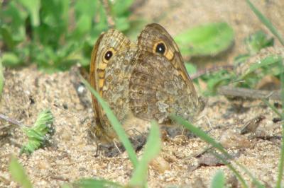 <i>Lasiommata megera</i>