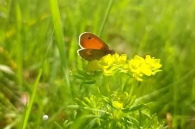 Coenonympha pamphilus