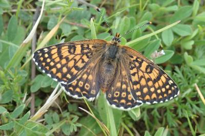 <i>Melitaea cinxia</i>
