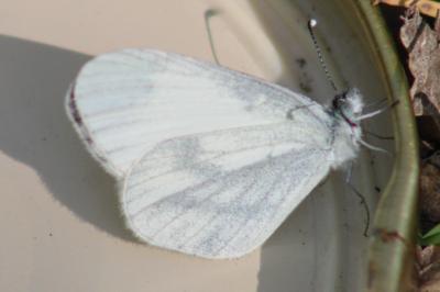 <i>Leptidea sinapis</i>