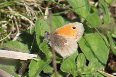 <i>Coenonympha pamphilus</i>