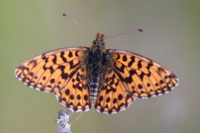 <i>Boloria dia</i>
