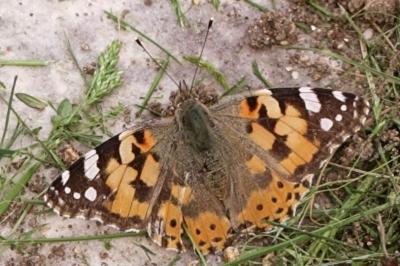 <i>Vanessa cardui</i>