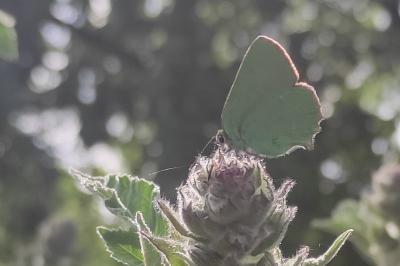 <i>Callophrys rubi</i>