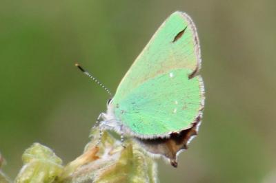 <i>Callophrys rubi</i>