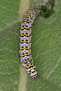 <i>Cucullia verbasci</i>