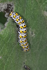 <i>Cucullia verbasci</i>