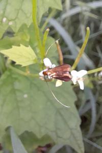 <i>Cauchas rufimitrella</i>