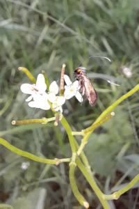 <i>Cauchas rufimitrella</i>