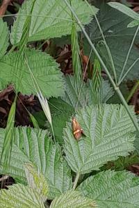 <i>Nemophora degeerella</i>