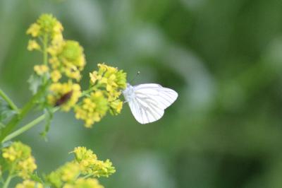 <i>Pieris napi</i>