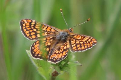 <i>Euphydryas aurinia</i>