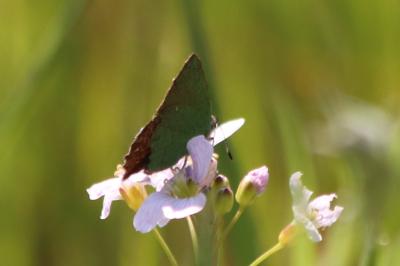 <i>Callophrys rubi</i>