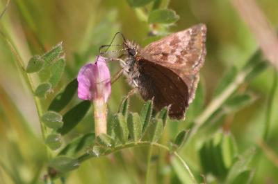 <i>Erynnis tages</i>