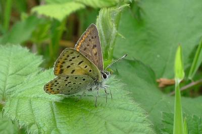 <i>Lycaena tityrus</i>