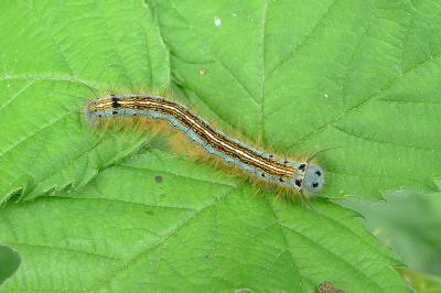 <i>Malacosoma neustria</i>