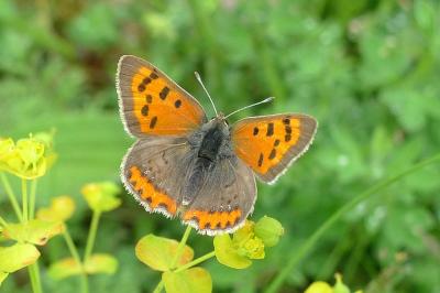 <i>Lycaena phlaeas</i>