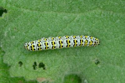 <i>Cucullia verbasci</i>