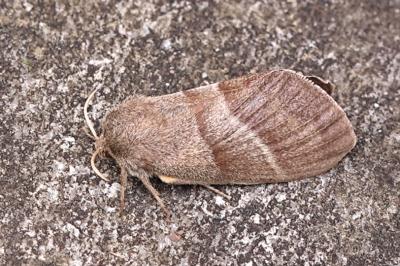 <i>Macrothylacia rubi</i>