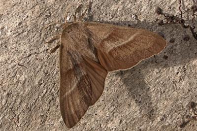 <i>Macrothylacia rubi</i>