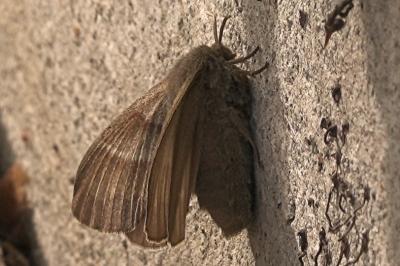 <i>Macrothylacia rubi</i>