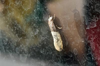 Tineidae